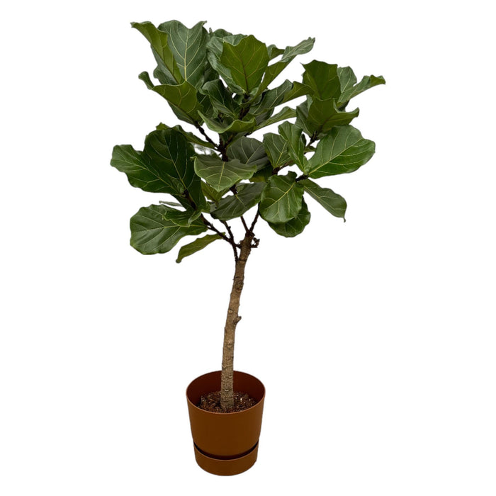 Ficus Lyrata Og Dens Gryde