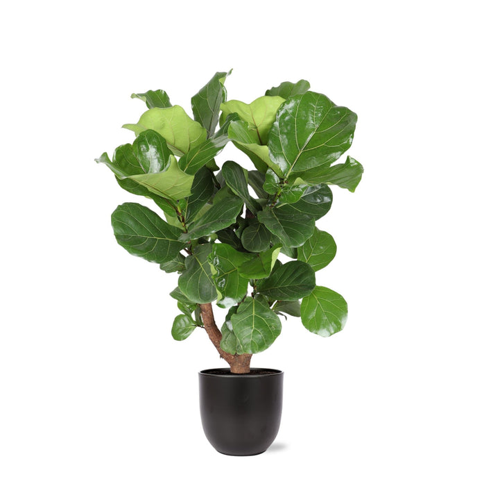 Ficus Lyrata Og Dens Gryde
