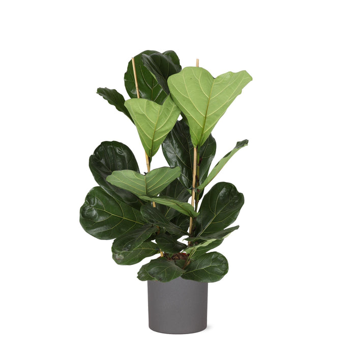 Ficus Lyrata Og Dens Gryde