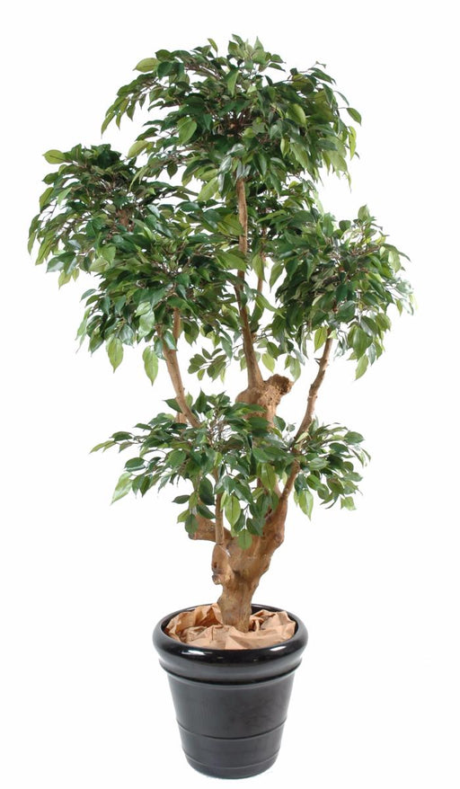 Kunstig Ficus Natasja 170 Cm Indendørs Plante