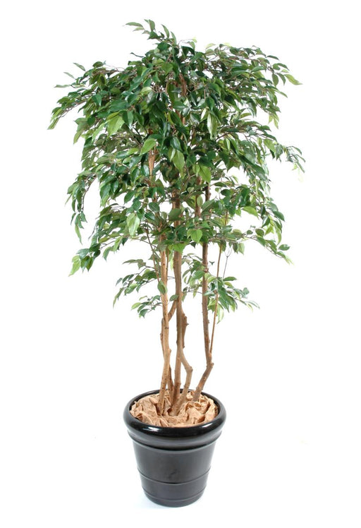 Ficus Natasja Kunstig Flerstammet 180 Cm Indendørs Plante