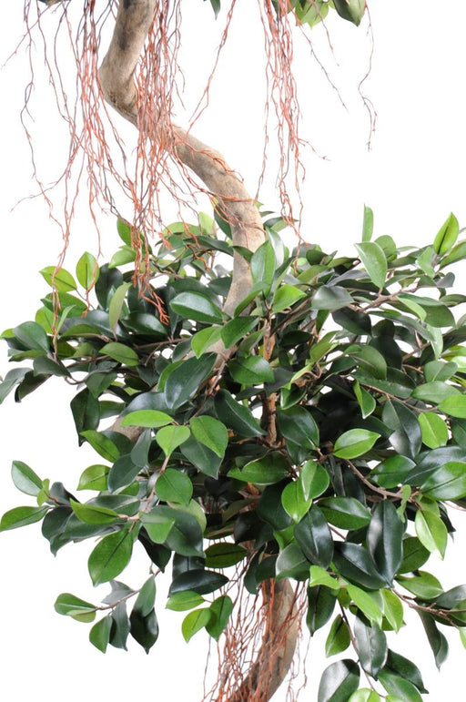 Kunstig Spiral Ficus 180 Cm Til Indendørs