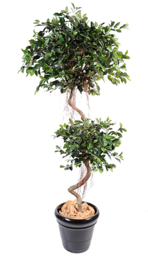 Kunstig Spiral Ficus 180 Cm Til Indendørs
