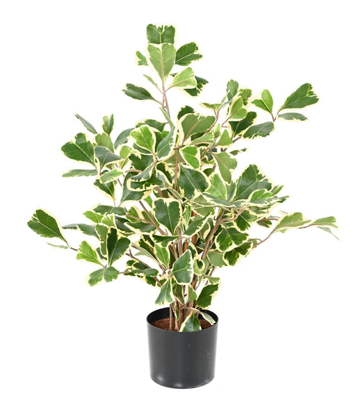 Ficus Triangularis Kunstig Indendørs Plante 50Cm