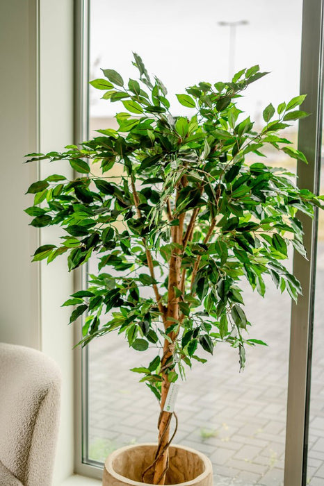 Ficus Benjamina - Kunstigt Træ