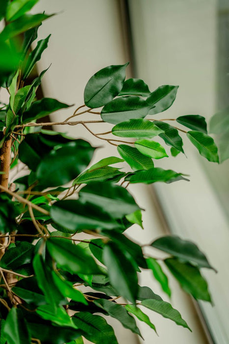 Ficus Benjamina - Kunstigt Træ