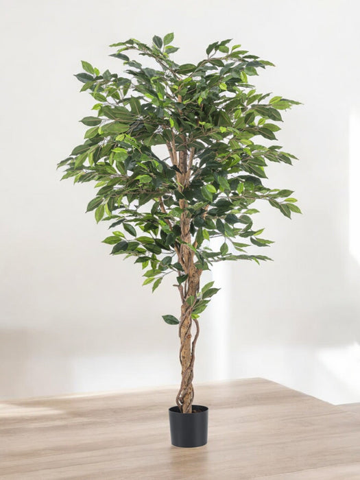 Ficus Benjamina - Kunstigt Træ