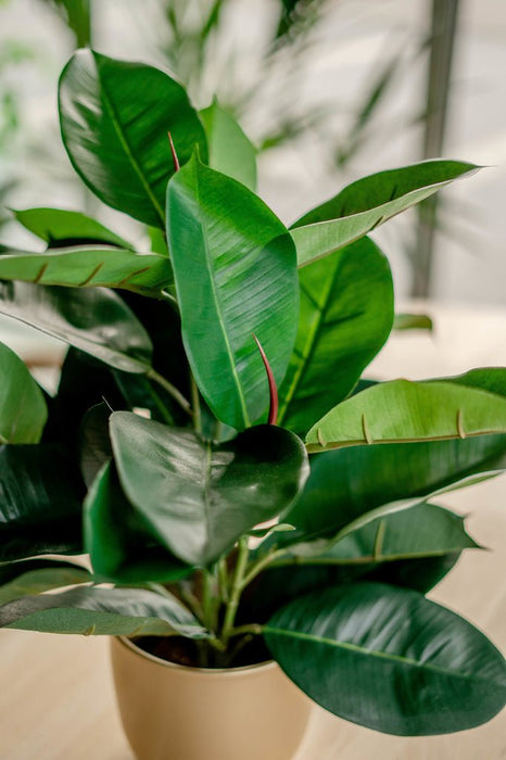 Ficus Elastica Rubber - Kunstig Grøn Plante