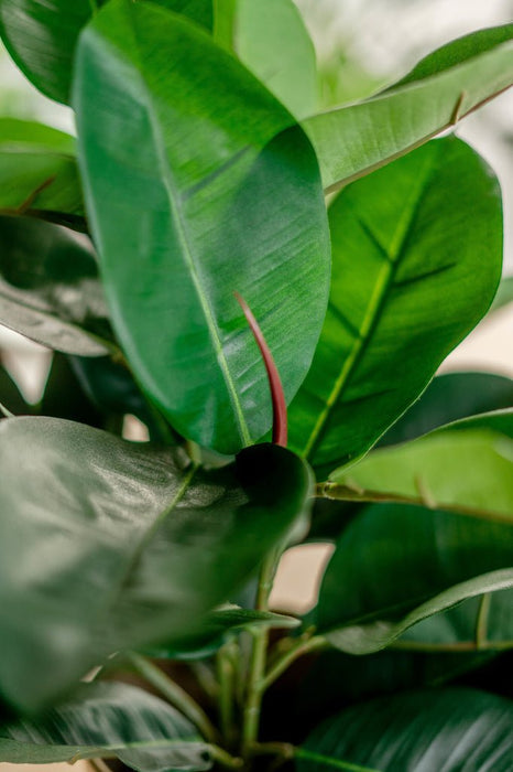 Ficus Elastica Rubber - Kunstig Grøn Plante