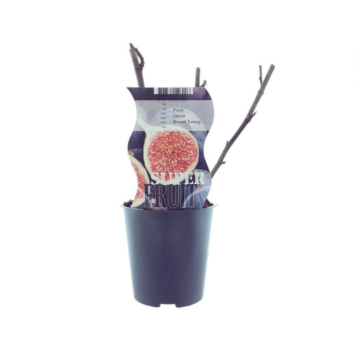 Figentræ - Ficus Brun Kalkun