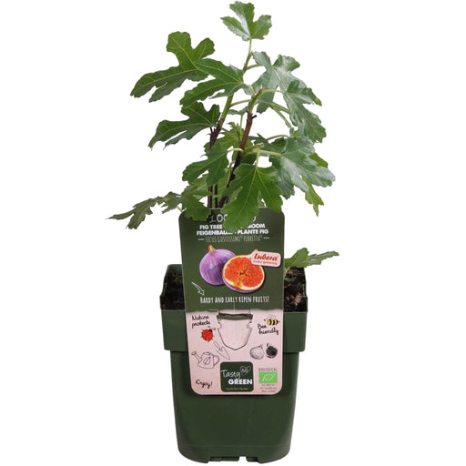 Figentræ Ficus 'Gusissimo Perretta'