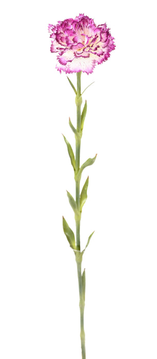 Kunstig Blomst Nellik Lilla Hvid 55Cm