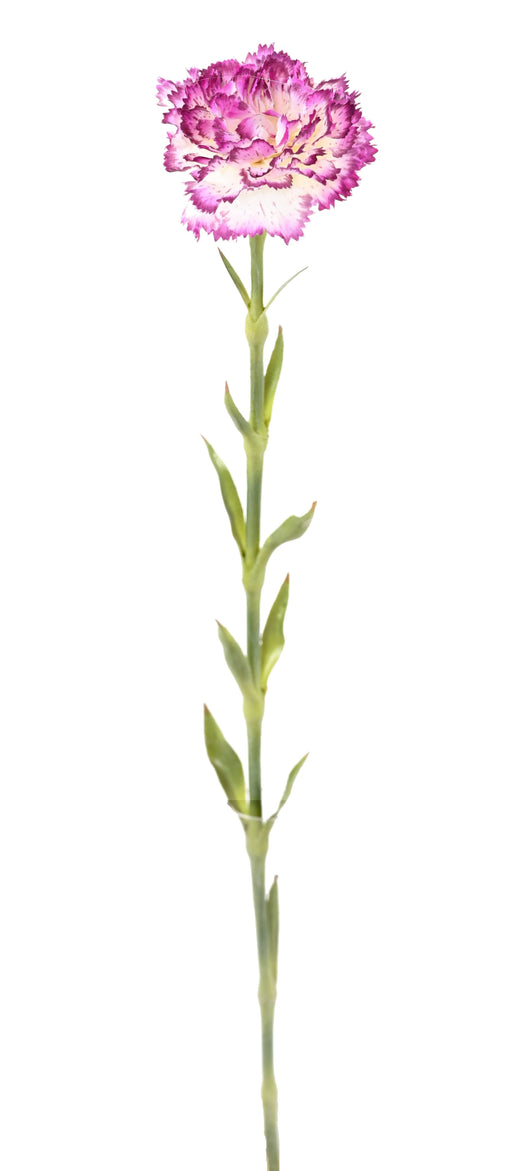 Kunstig Blomst Nellik Lilla Hvid 55Cm