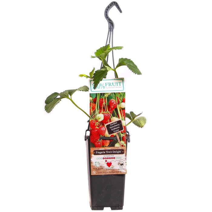 Ananas Jordbærplante - ↨50Cm - Ø15 - Frugttræ - Udendørs Plante