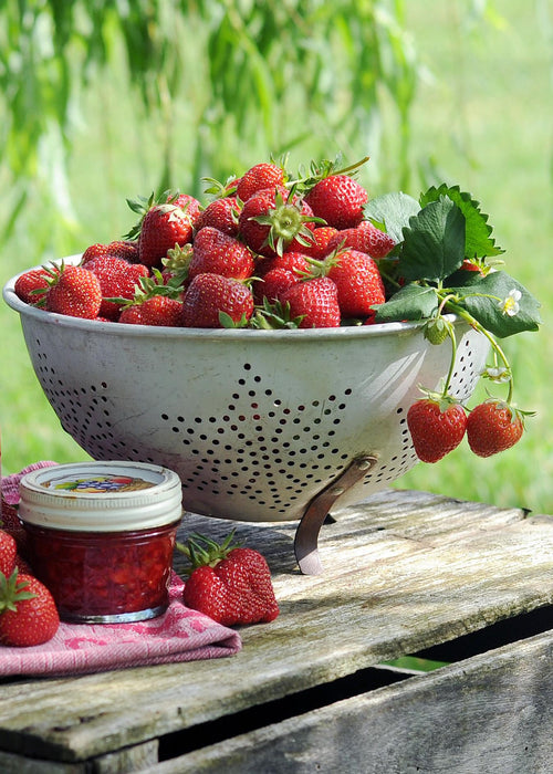 Ananas Jordbærplante - ↨50Cm - Ø15 - Frugttræ - Udendørs Plante