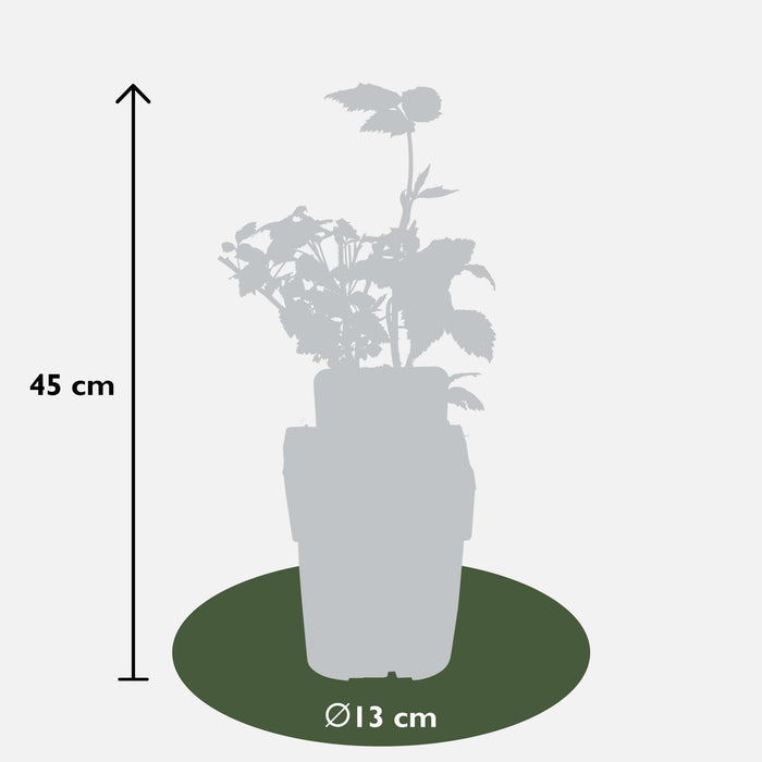 Hindbærtræ - ↨45Cm - Ø13 - Frugtbusk