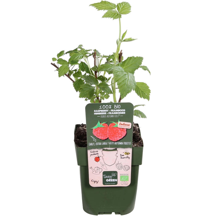 Hindbærtræ - ↨45Cm - Ø13 - Frugtbusk