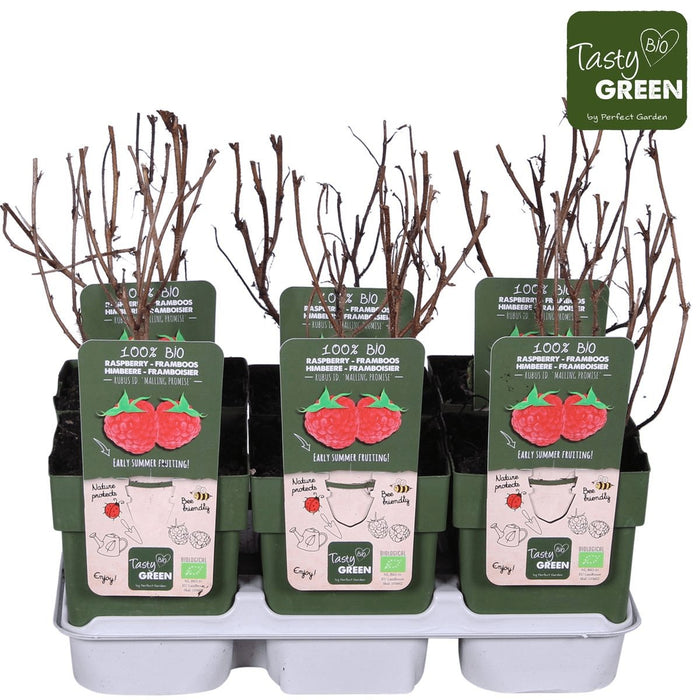 Hindbær - Frugtbusk