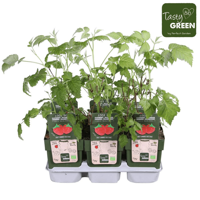 Hindbær - Frugtbusk