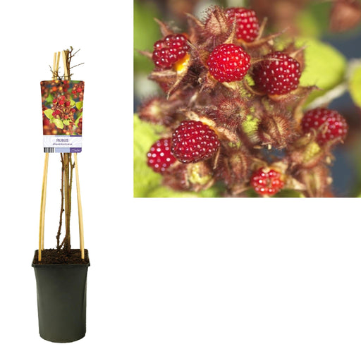 Japansk Hindbær Rubus D17Cm H75Cm