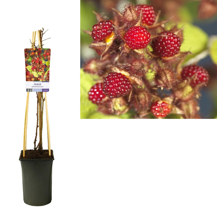 Japansk Hindbær Rubus D17Cm H75Cm