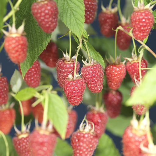 Hindbærtræ Glen Ample D17Cm H75Cm