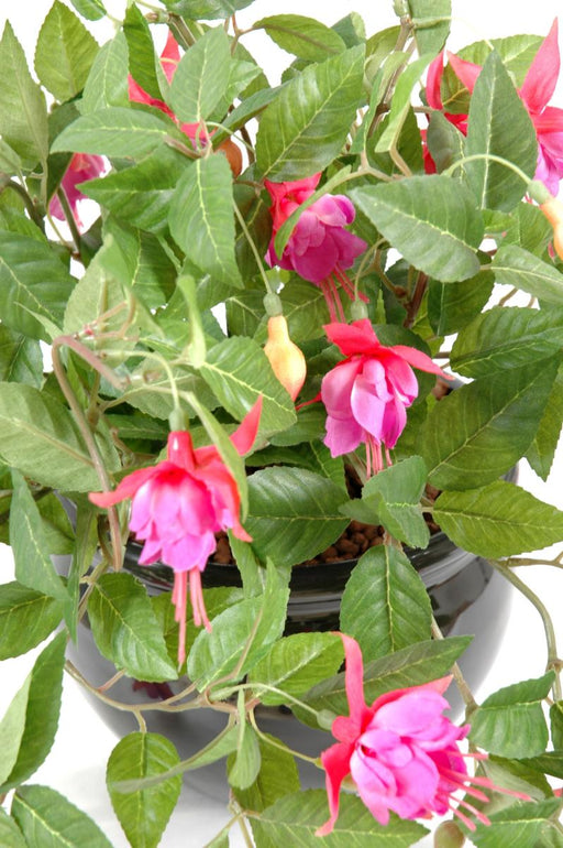 Kunstig Fuchsia On Stake 25 Cm Indvendig Dekoration