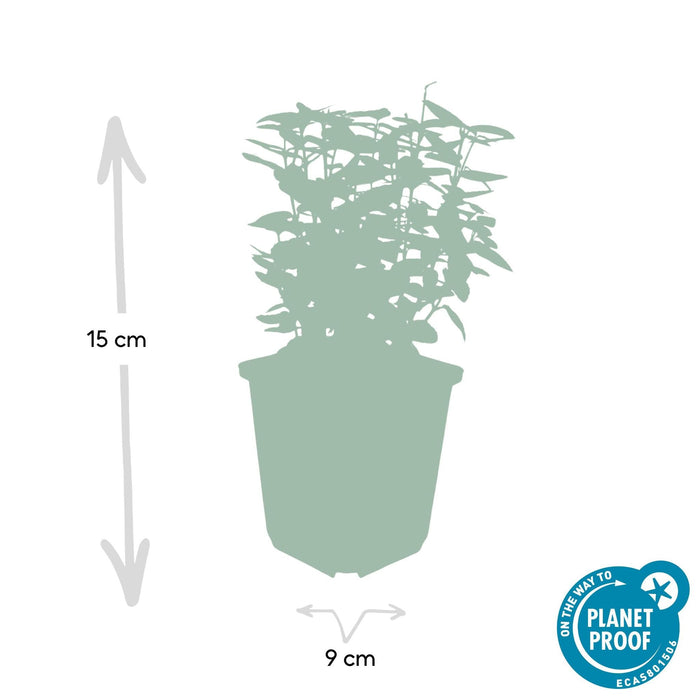 Trækul Smaragdgul - 12X H20Cm D9Cm