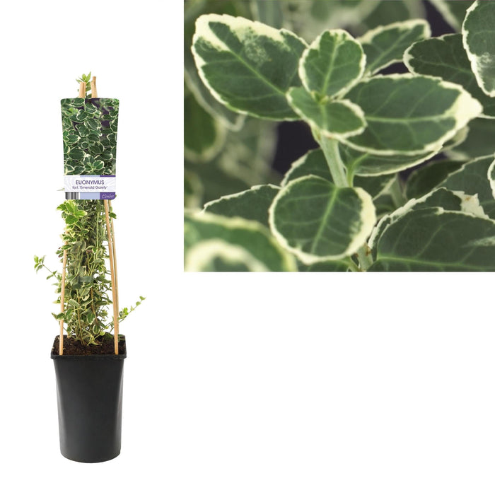 Trækul Euonymus Fortunei 'Emerald Gaiety D17Cm H75Cm