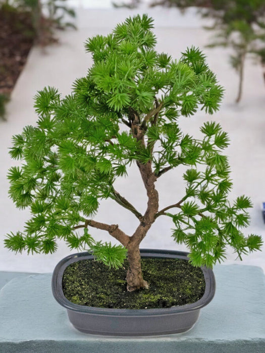 Enebær - Kunstig Bonsai