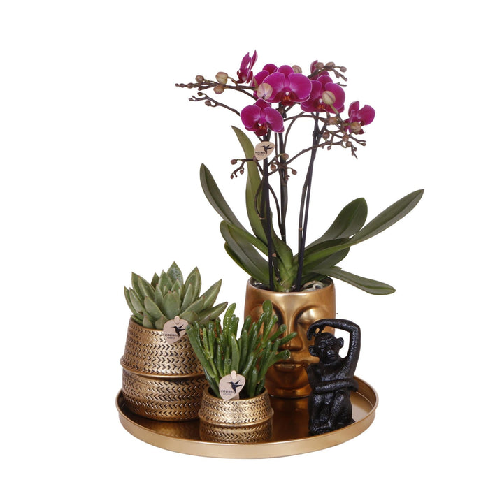 Gavesæt Hotel Chic | Lilla Phalaenopsis Orkidé Og Sukkulenter