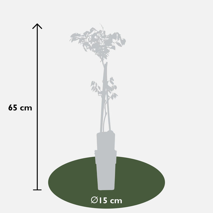 Wisteria Black Dragon - Sæt Med 2 - ↨65Cm - Ø15 - Klatreblomstrende Plante
