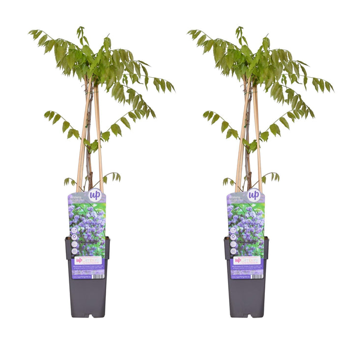 Wisteria Black Dragon - Sæt Med 2 - ↨65Cm - Ø15 - Klatreblomstrende Plante