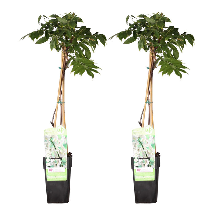 White Wisteria - Sæt Med 2 - ↨65Cm - Ø15 - Udendørs Klatreplante