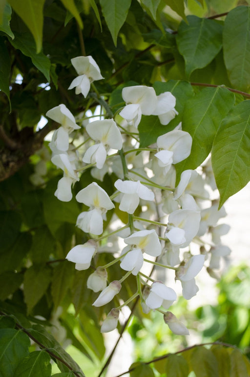 White Wisteria - Sæt Med 2 - ↨65Cm - Ø15 - Udendørs Klatreplante