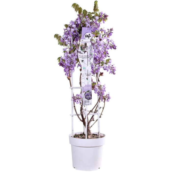 Wisteria 'Blue Waterfall' - H75Cm, Ø23Cm - Outdoor Plant