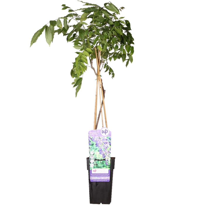 Kinesisk Wisteria 'Prolific'