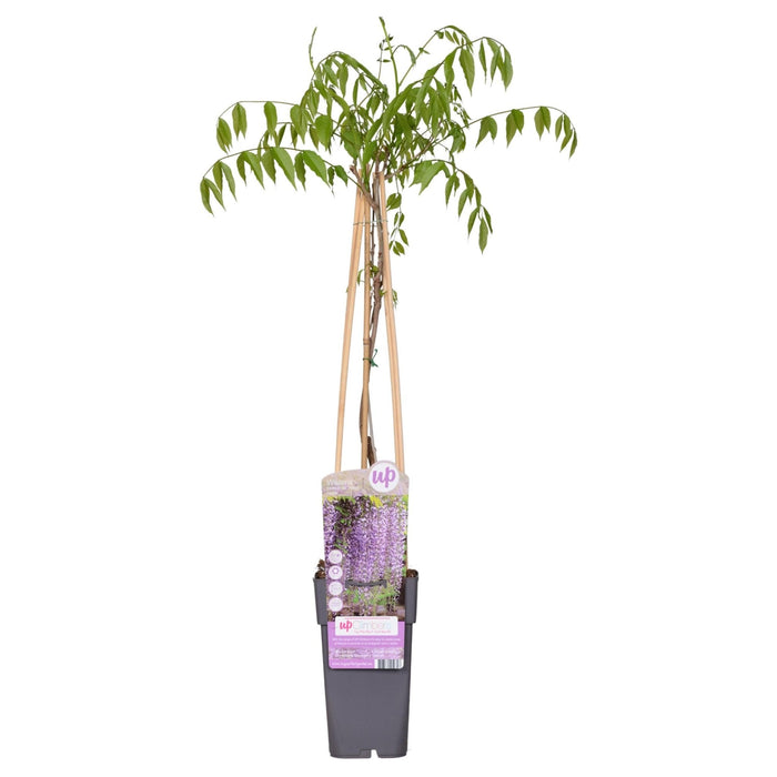 Wisteria 'Naga Noda' - ↨65Cm - Ø15 - Udendørs Klatreplante