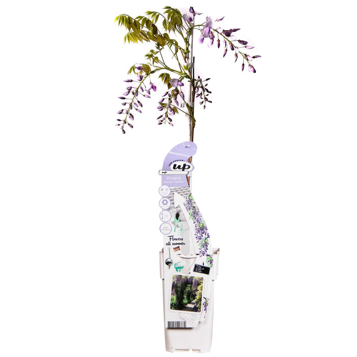 Wisteria Wisteria Sinensis 'Caroline'