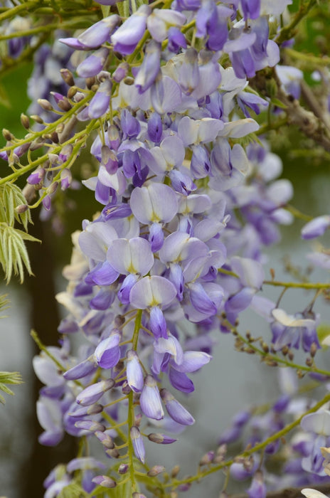 Wisteria Wisteria Sinensis 'Caroline' Sæt Med 2 Stk
