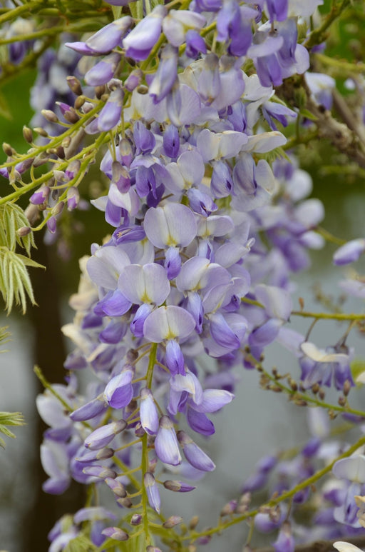 Wisteria Wisteria Sinensis 'Caroline' Sæt Med 2 Stk