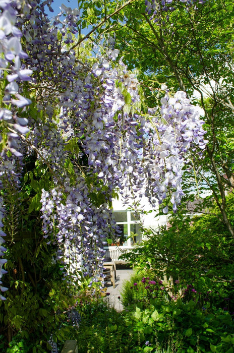 Wisteria Wisteria Sinensis 'Caroline' Sæt Med 2 Stk