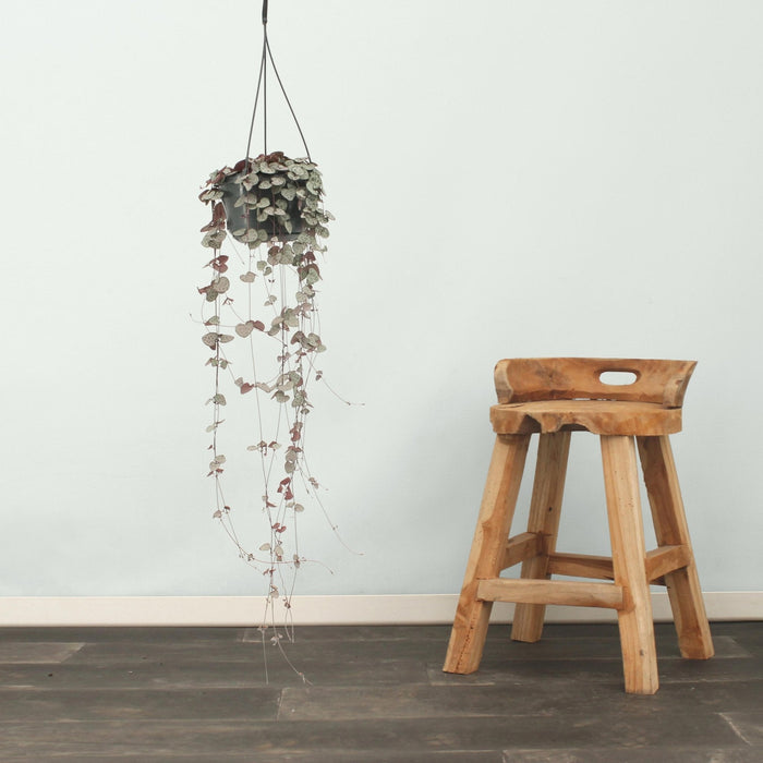 Stor Ceropegia Woodii - Hjertestreng