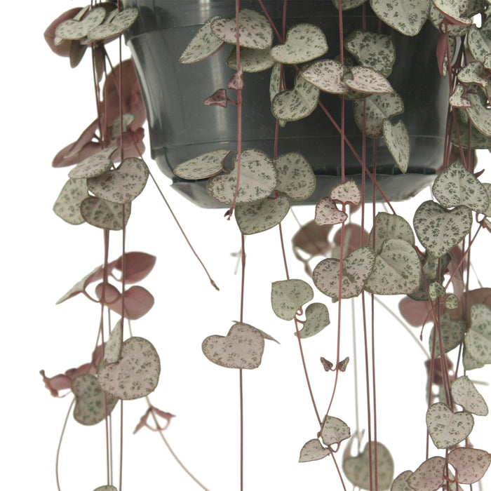 Stor Ceropegia Woodii - Hjertestreng