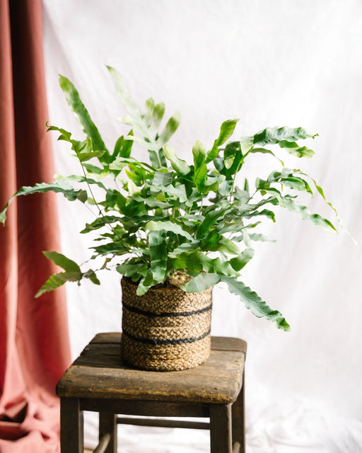 Stor Bregne Phlebodium Blue Star H60Cm