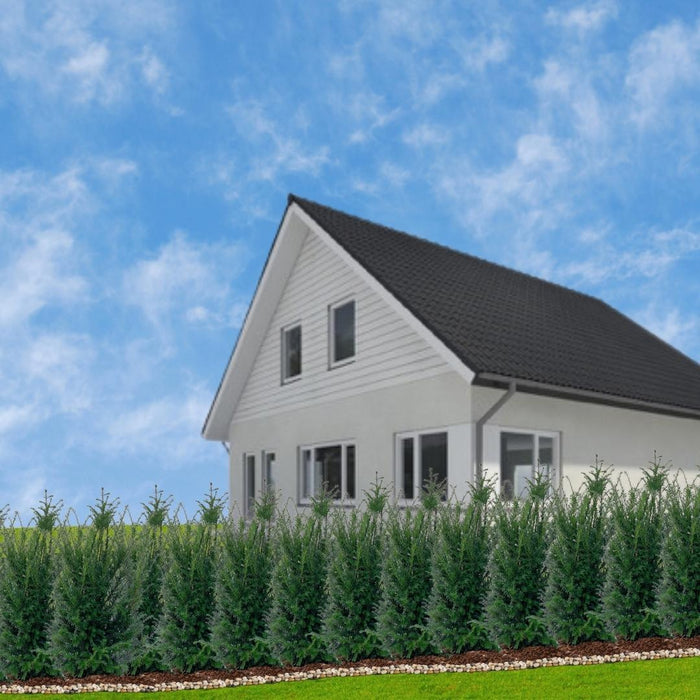 Stor Taks H100Cm Til 10 Lineære Meter Hæk 25X12L