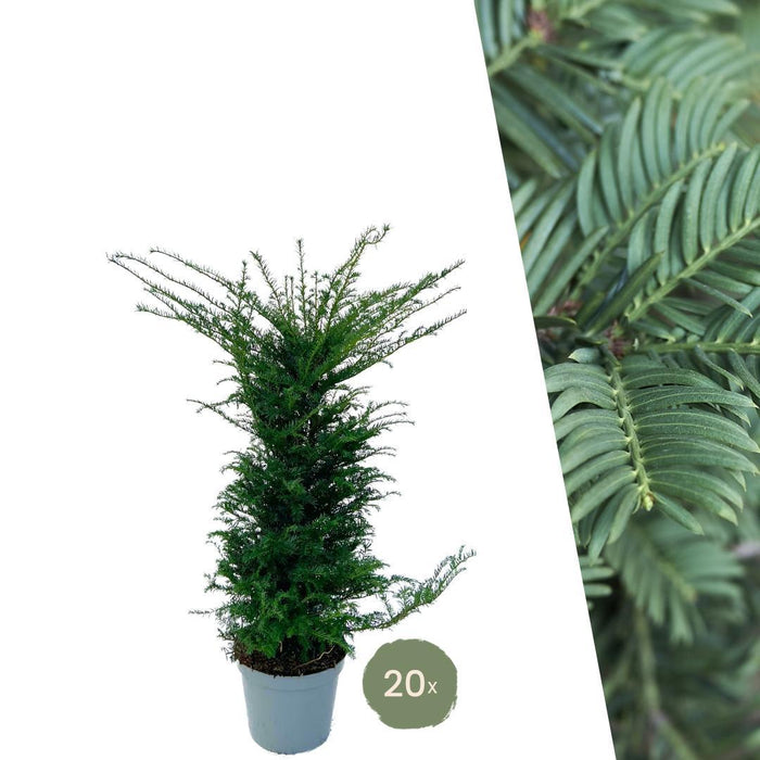 Stor Taks H125Cm Til 10 Lineære Meter Hæk 20X12L