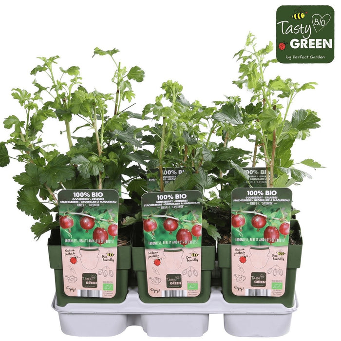 Røde Ribs - Frugtbusk