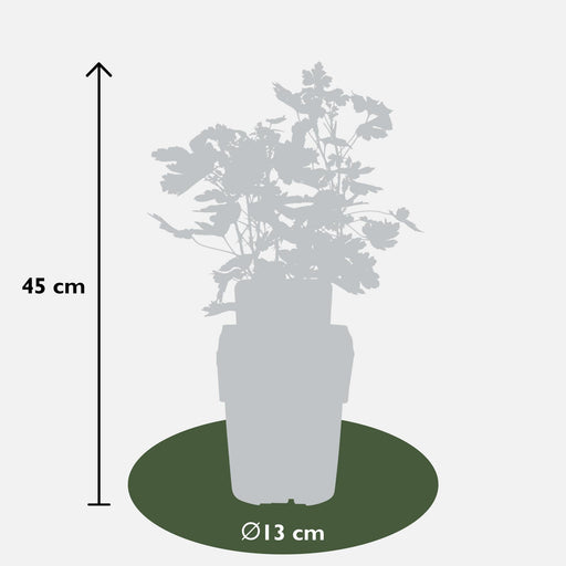Stikkelsbær - Frugtbusk