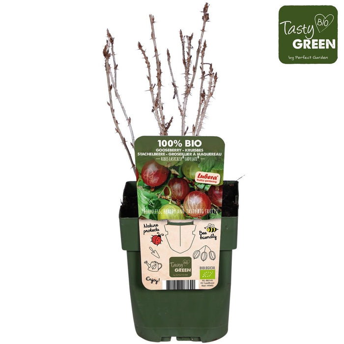 Stikkelsbær - Frugtbusk